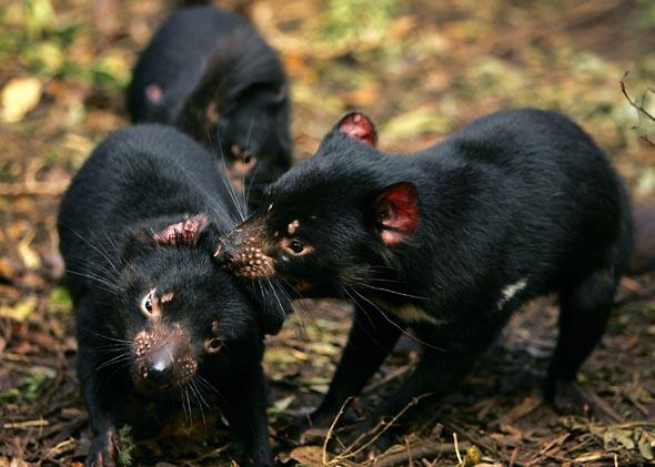 A male Tasmanian Devil (R) bites a female (L) as part of a mating ritual at the Tasmanian Devil Conservation Parkat in Taranna, May 2007.  