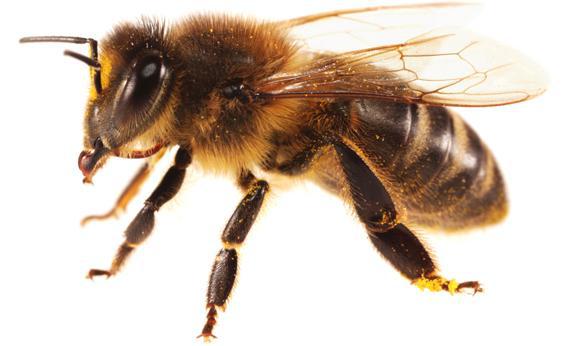 Honeybee.