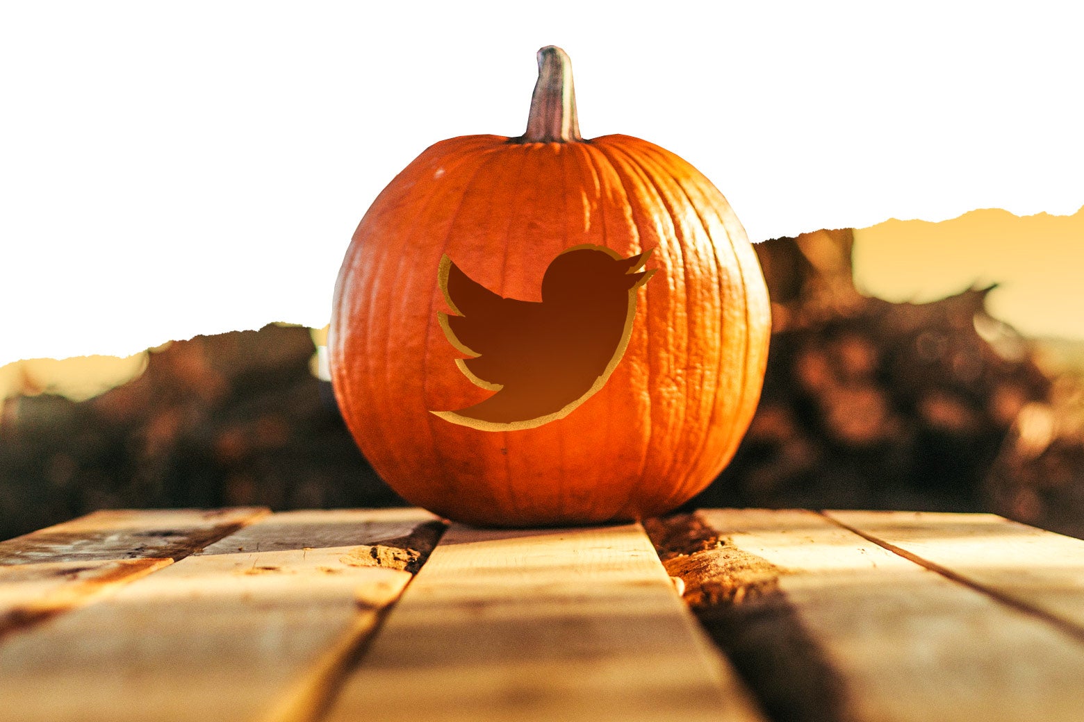 A pumpkin with the Twitter bird logo cut into it.