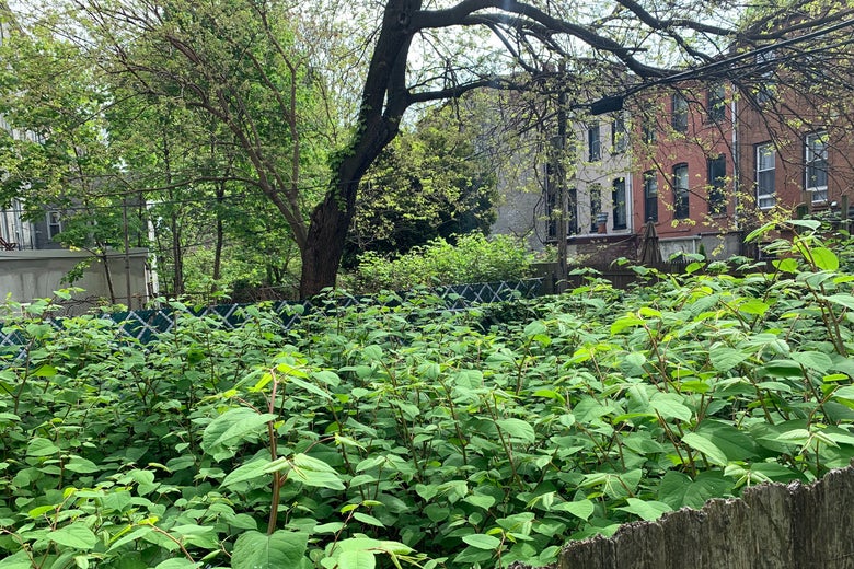 A view of the author's neighbor's yard.