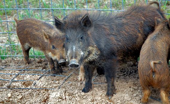 Feral swine near Feedey, Oklahoma, which were once domestic hogs, but are now wild. 