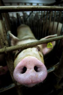 HSUS vs. abolitionists vs. the meat industry: Why the infighting should  stop.