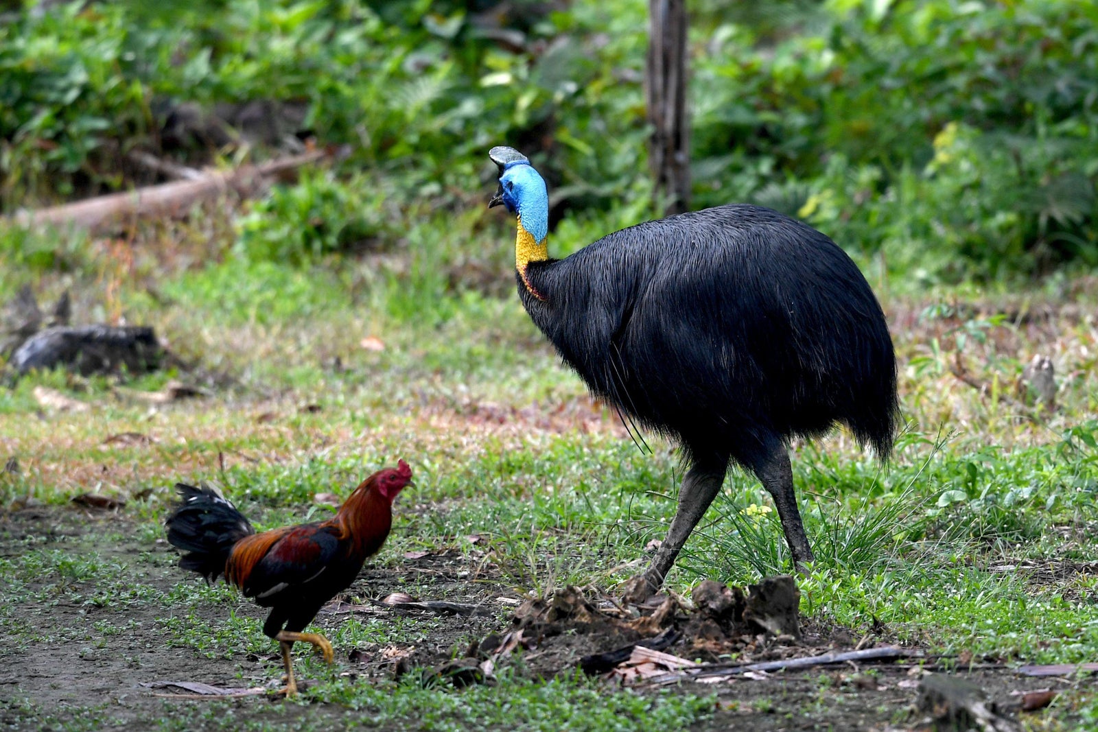 Cassowary attack in Florida: Big, flightless bird kills owner.