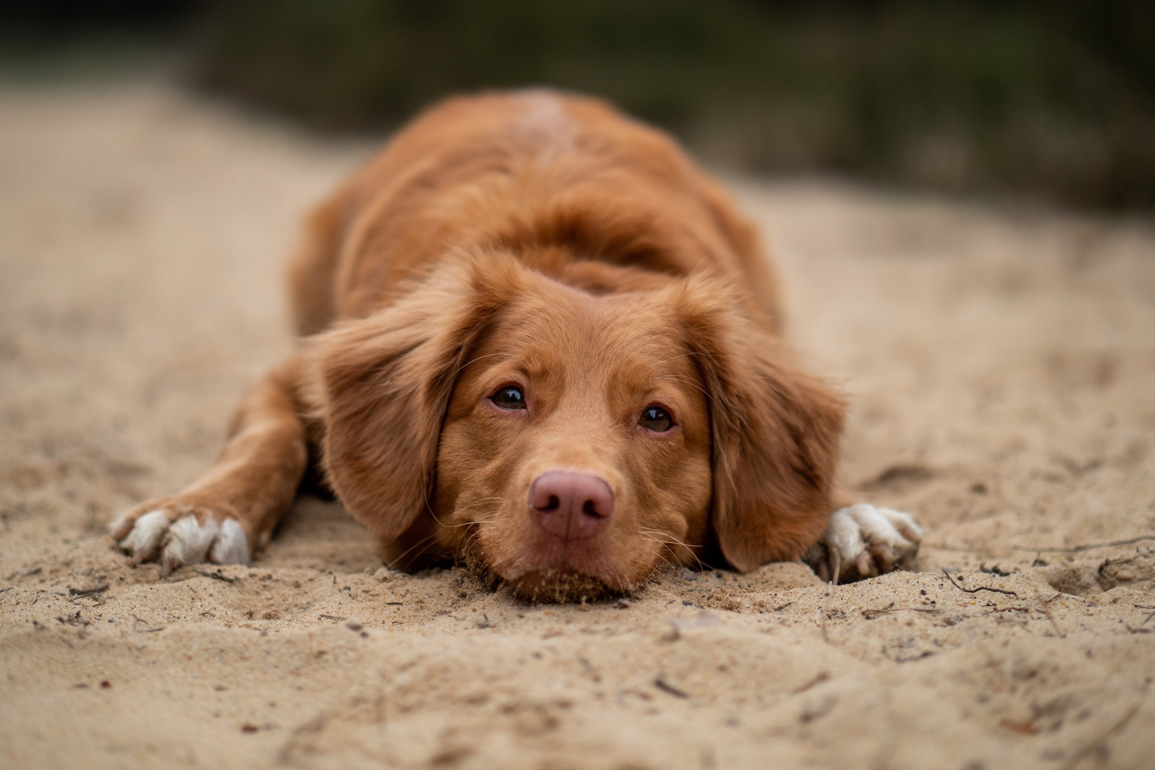 A dog in the sand.