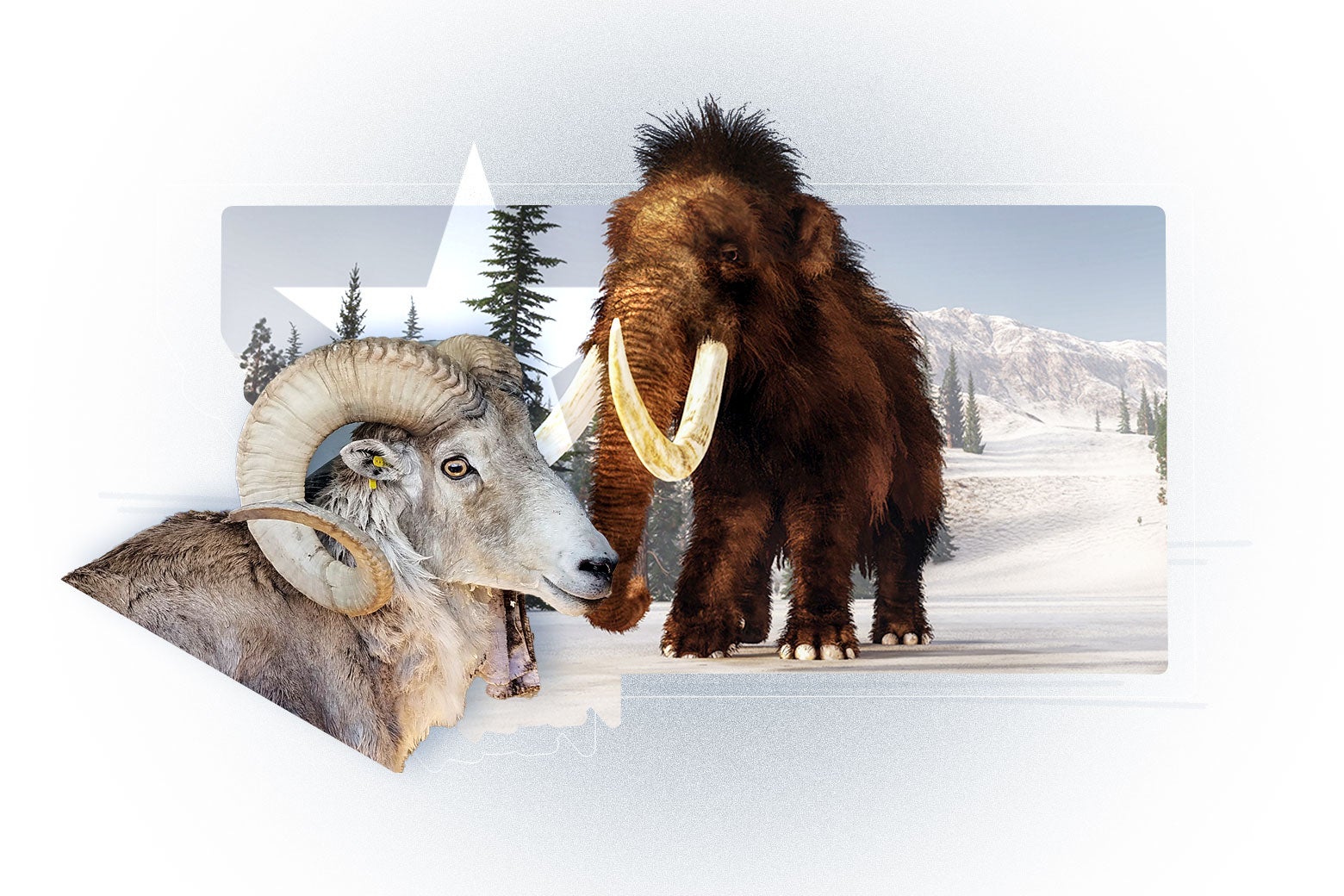 The Montana Mountain King in collage with a woolly mammoth and the map of Montana.