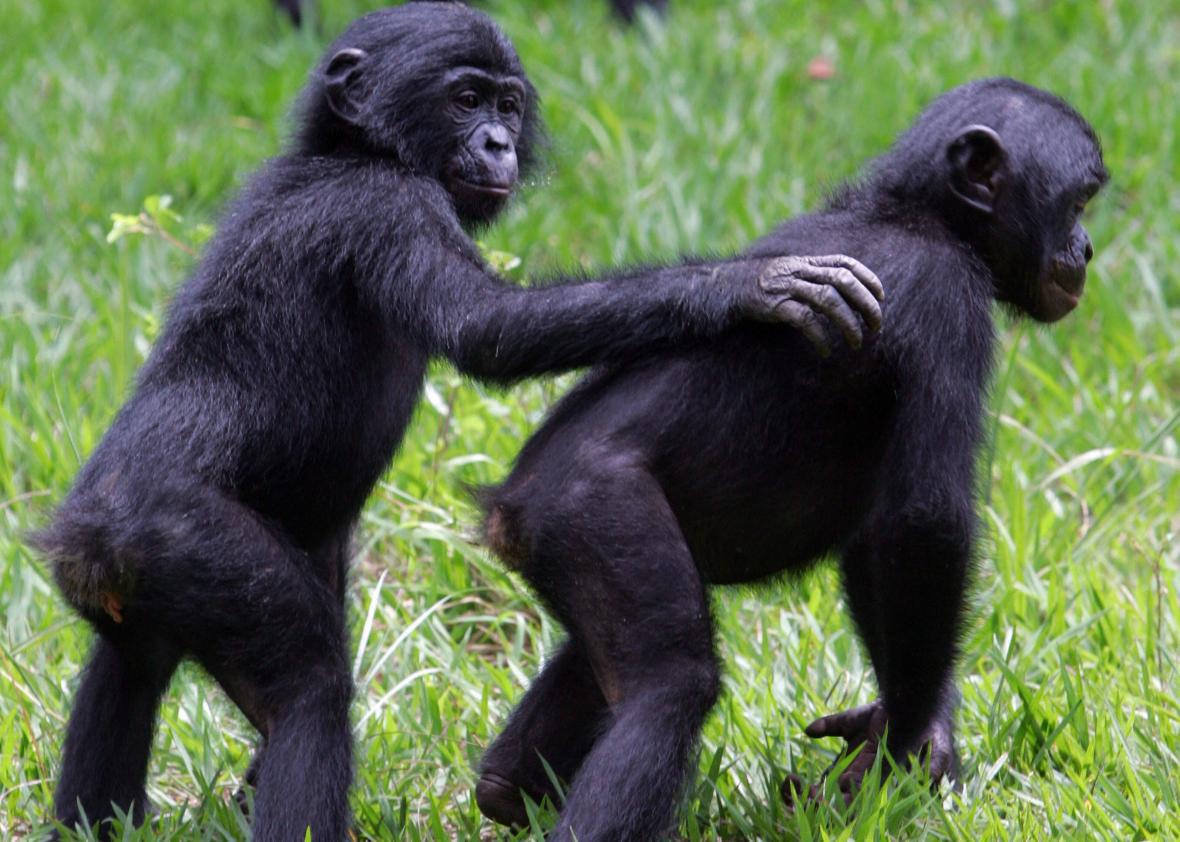 Why do we idolize chimps when we could be imitating feminist bonobos