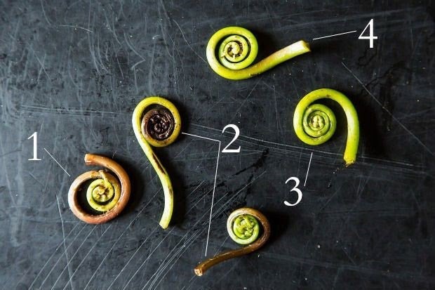 Five fiddlehead ferns labeled with numbers. 1. A limp stalk with a large gap in the spiral. 2. Two different discolored fiddleheads, one brown at the talk, the other black at the center of its spiral. 3. Bright green color throughout. 4. The end of the stalk is thick and celery-like.