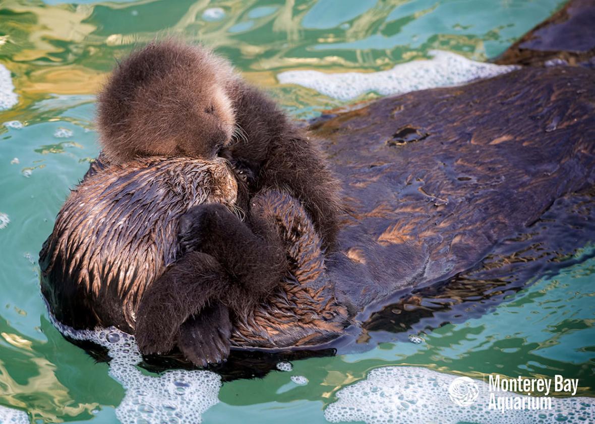 This pregnant sea otter gave birth on camera (VIDEO).