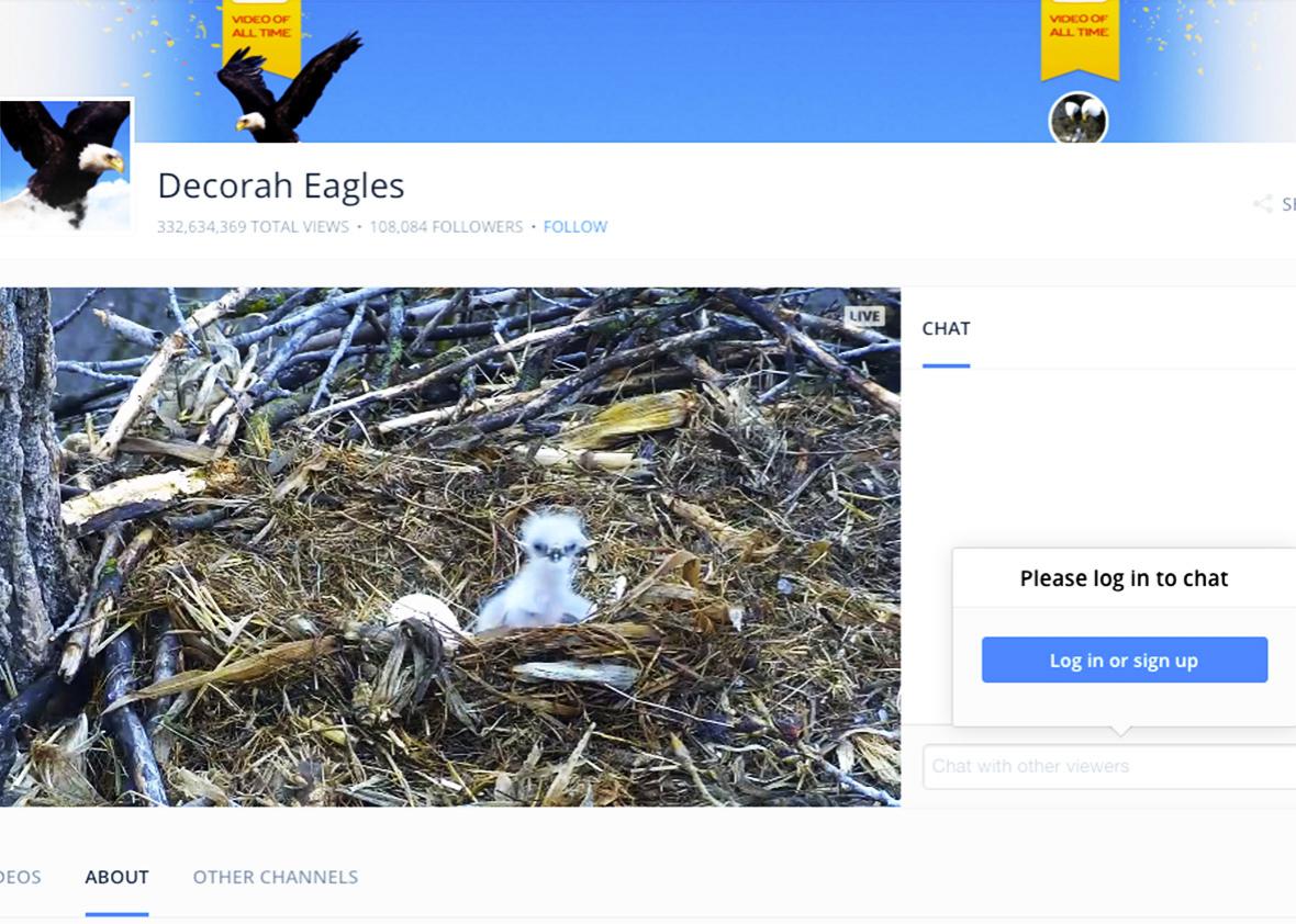 Decorah Eagles webcam. 