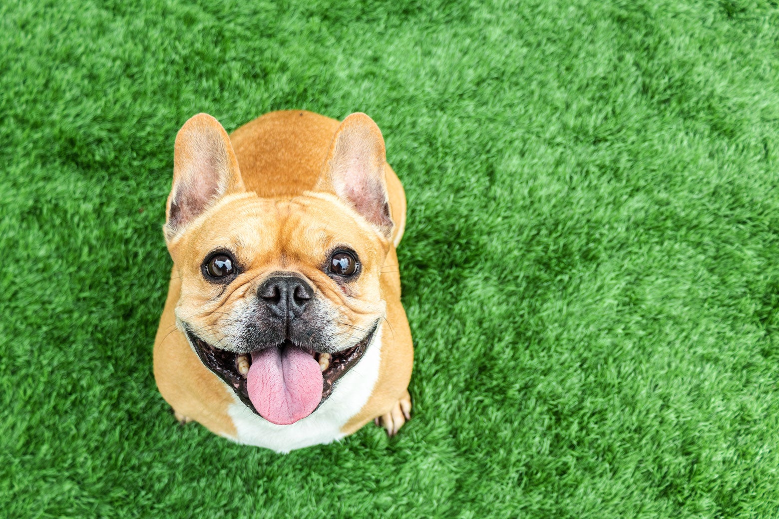 A really adorable dog, that looks like it's grinning