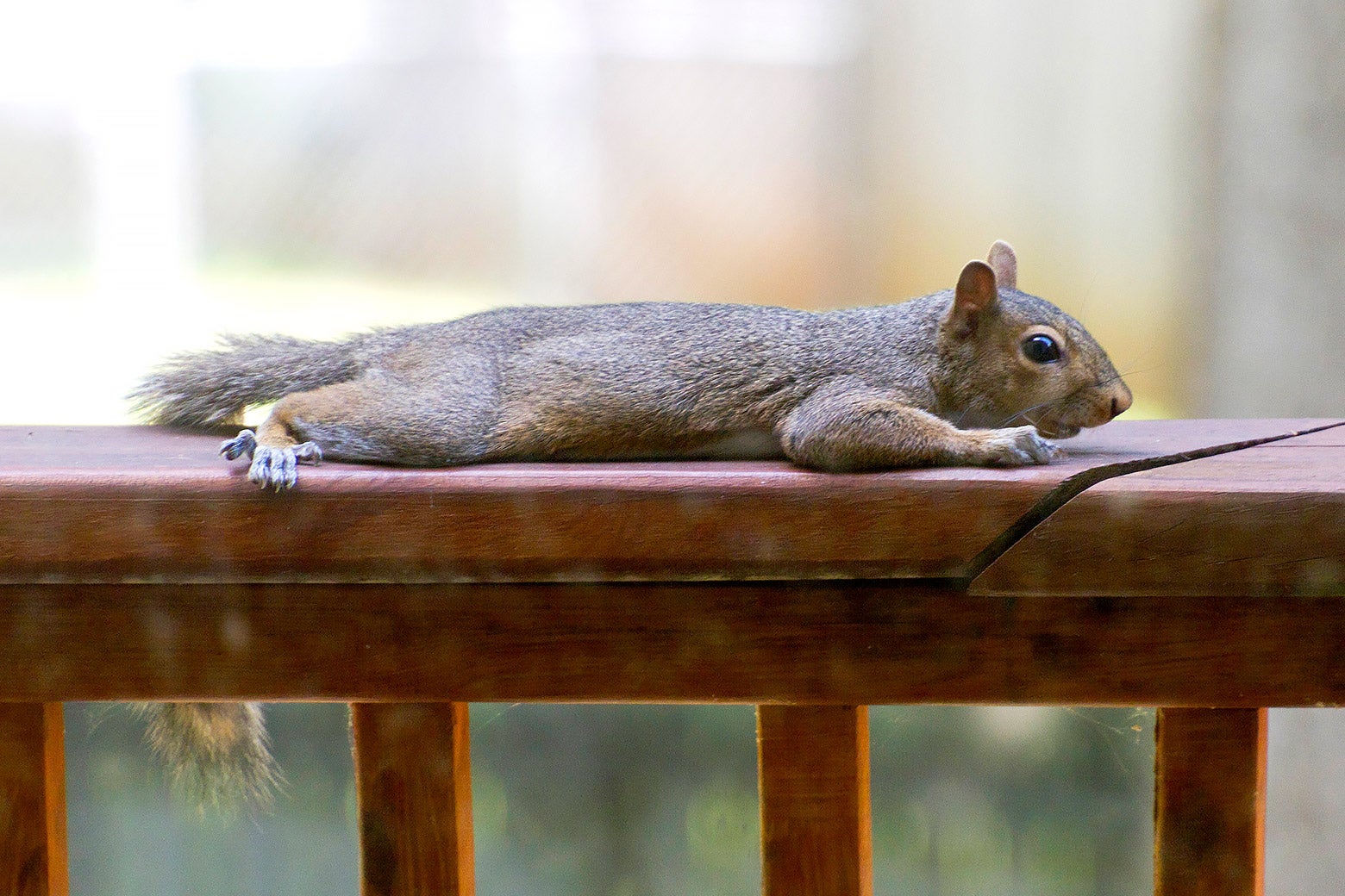 Squirrel in a splooting pose (stretching) on a bench