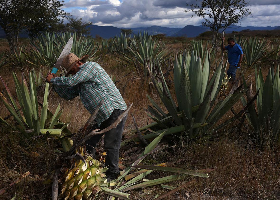 Augustin Guendulain harvests agave from his field near Mihuatlan, Oaxaca, Mexico.