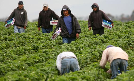 Hispanic farmworkers harvest Strawberries in Carlsbad, California.