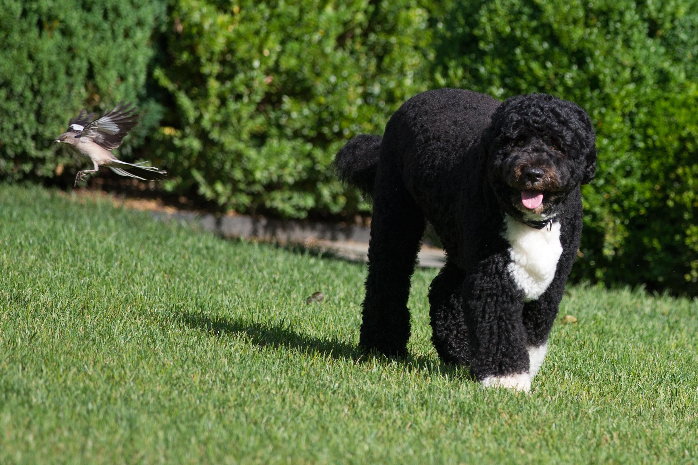 A June 6, 2012 photo shows Bo, the Obama family dog, in the Rose Garden of the White House. 