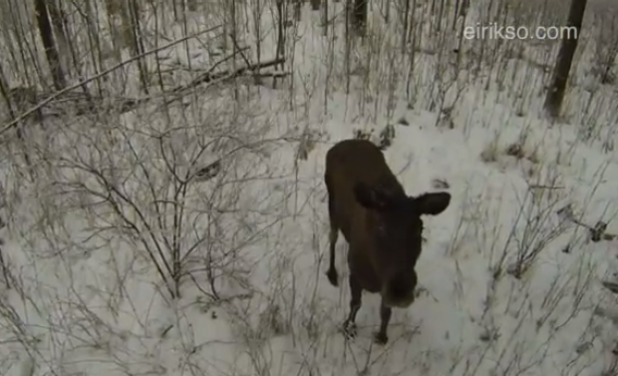 Moose viewed by drone