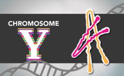 Y Chromosome