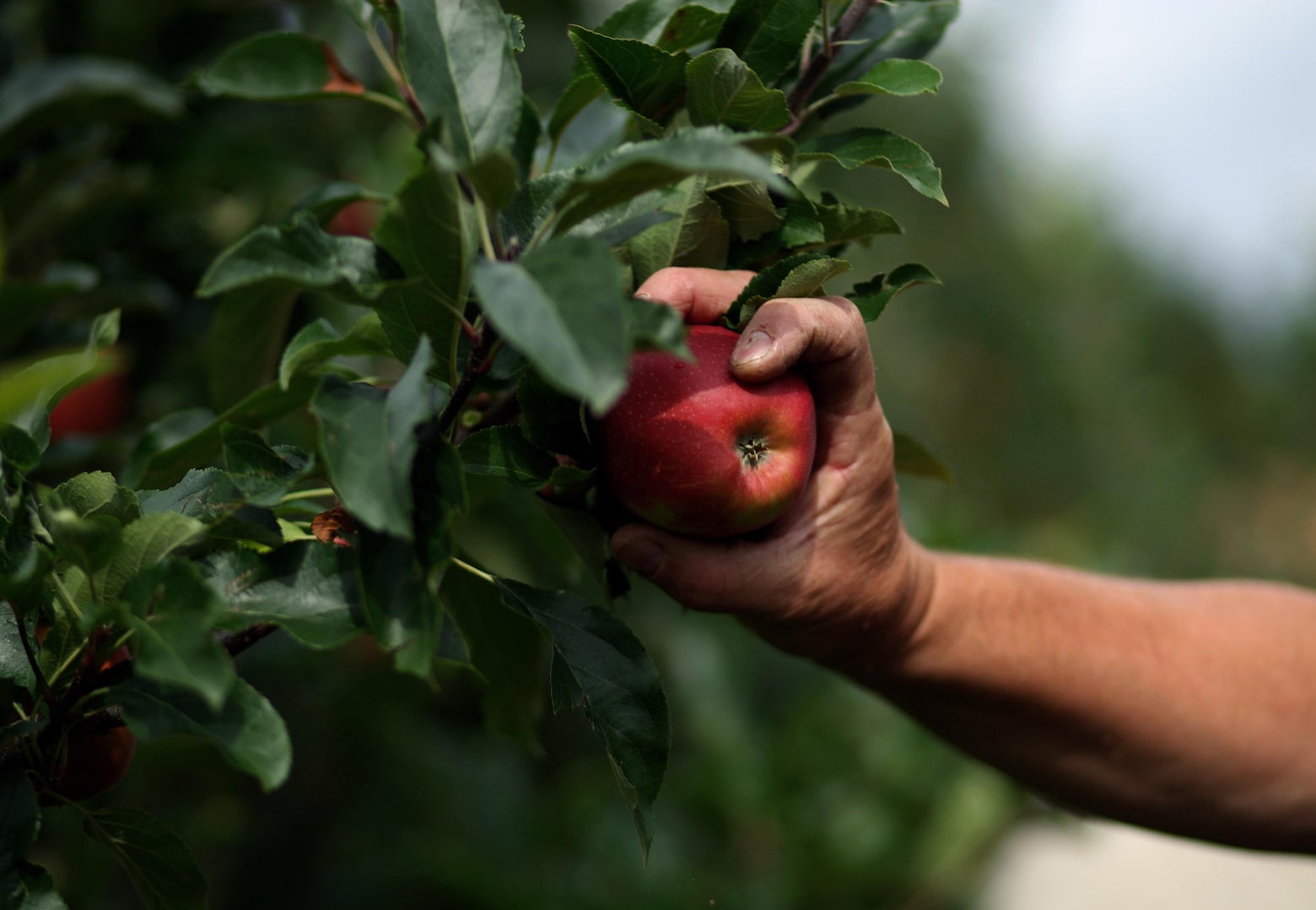 How and When to Pick Apples at the Orchard