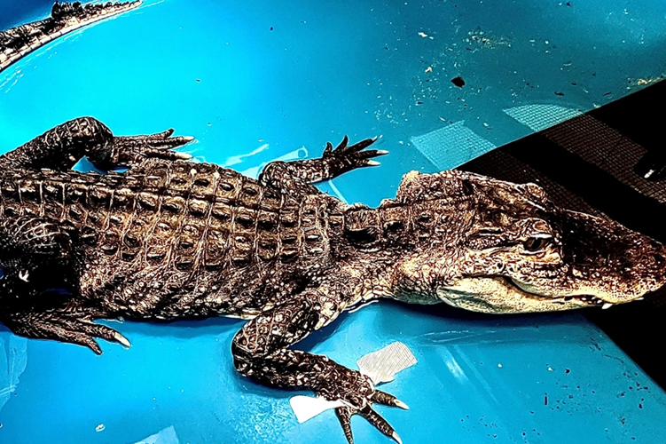 What&rsquo;s Going on With the Brooklyn Alligator?