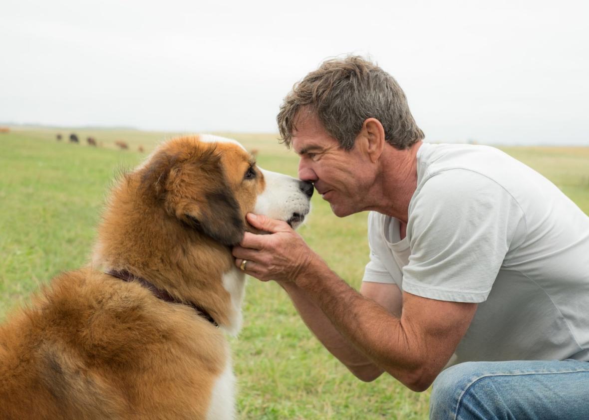 What Type of Dog is Buddy in A Dog's Purpose? Unveiled!