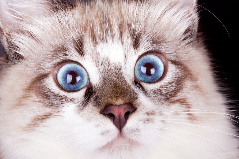 Cats really hated that presidential alert system test.