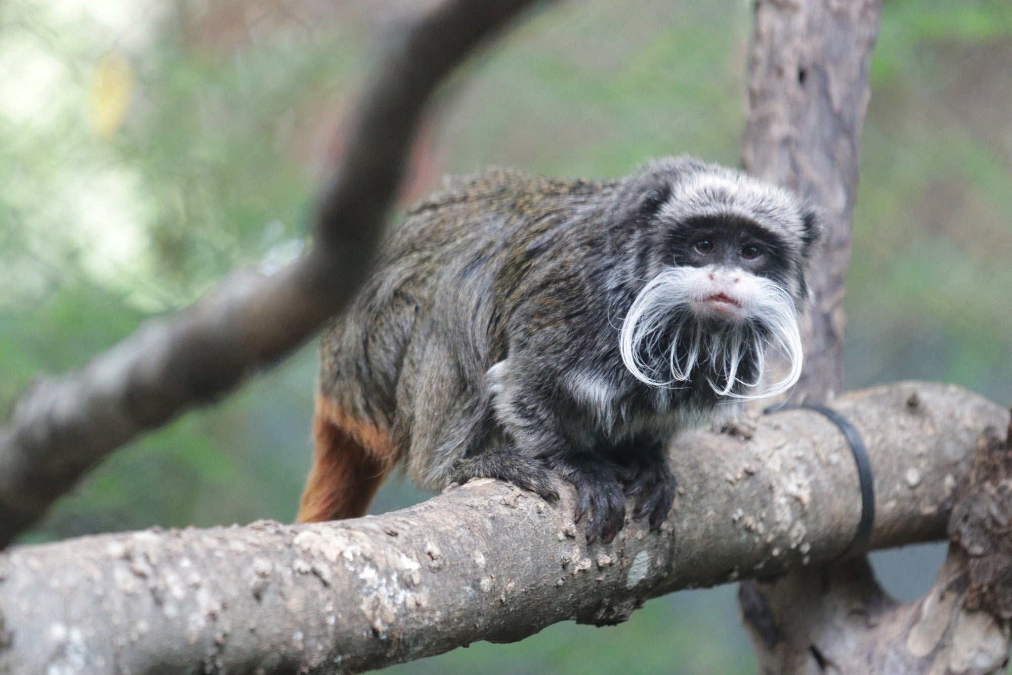 A gray monkey with a big white moustache perches on a branch.