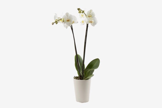 Color Orchids Phalaenopsis Orchid In Ceramic Pot.