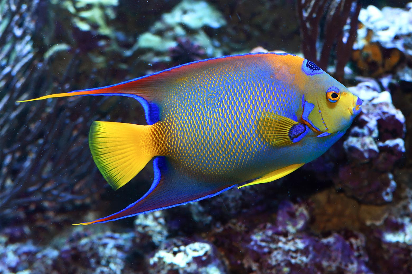 A queen angelfish, which is a bright yellow-and-blue Atlantic fish.