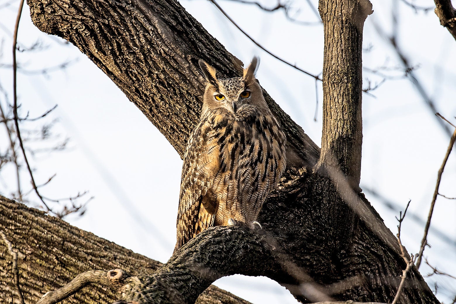 An owl in a tree. The owl has dramatic eyebrow-like feathers that stick up at a sharp angle. 