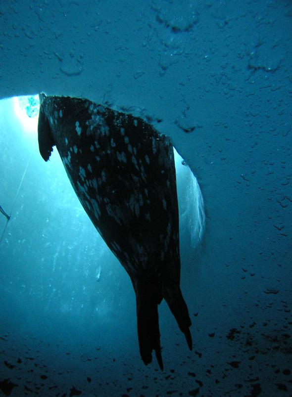 Peeking through an ice hole in the Antarctic ocean surface.