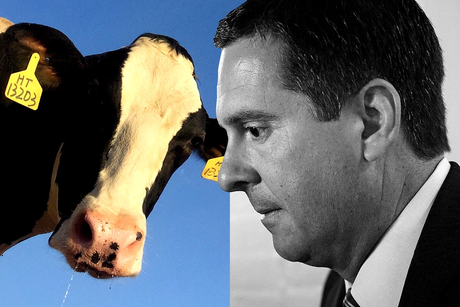 A cow and Devin Nunes.