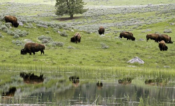 A herd of bison graze in Lamar Valley in Yellowstone National Park, Wyoming.