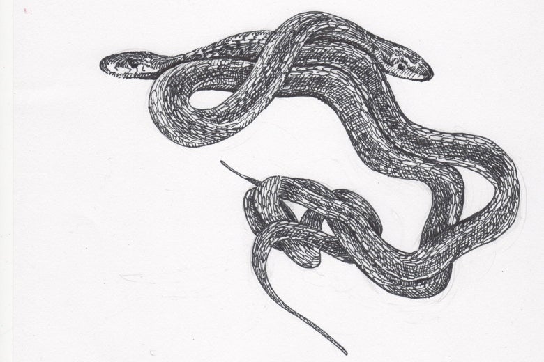 Snakes doin' it