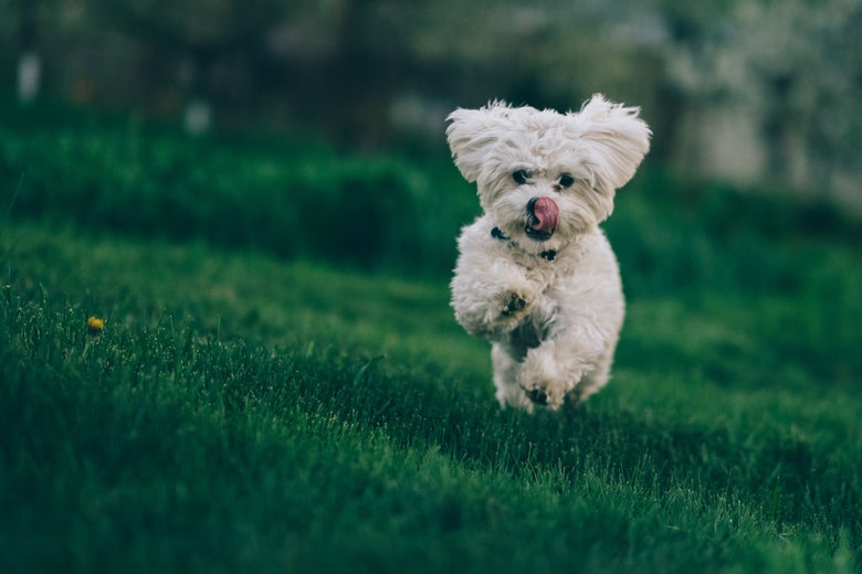 A small white fluffy dog bounding through very green grass with its tongue licking its nose