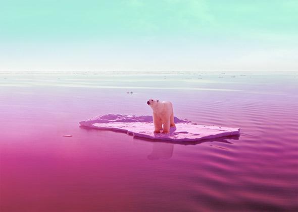 Polar bears are like Pinot Noir.