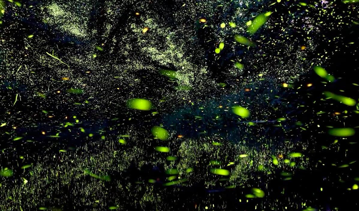 Timelapse video of fireflies Watch Vincent Brady’s photos