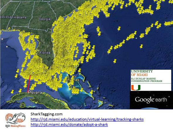 Map of RJD shark tracks (yellow pushpins) and Diana's route (red). There's definitely overlap.