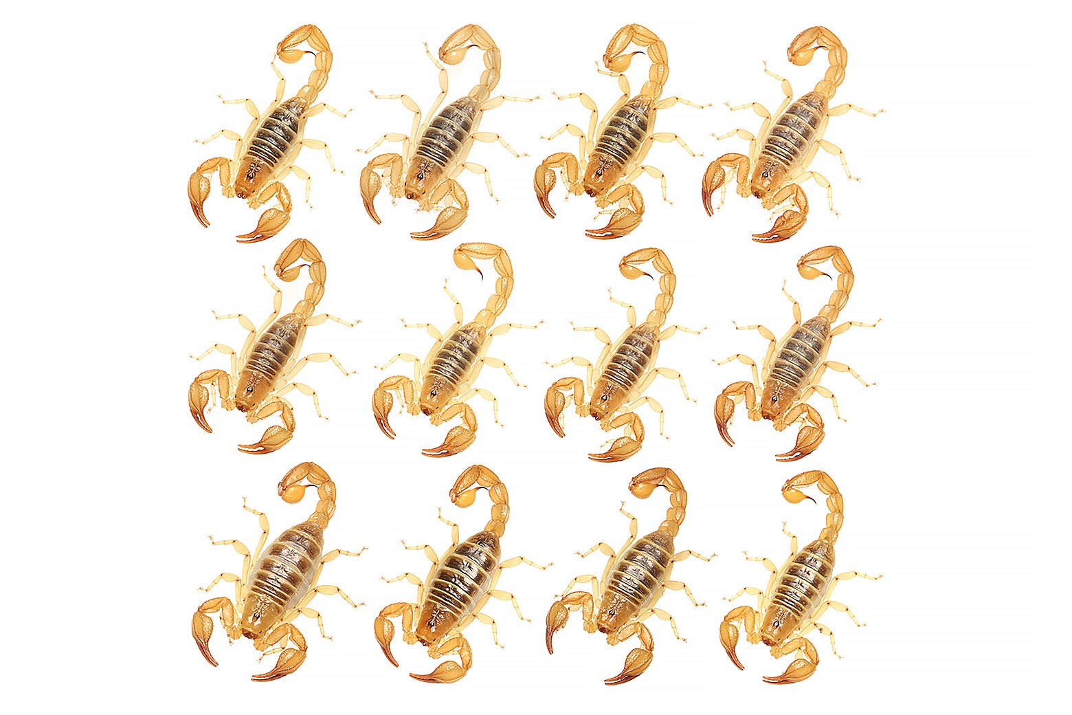 Three rows of three scorpions