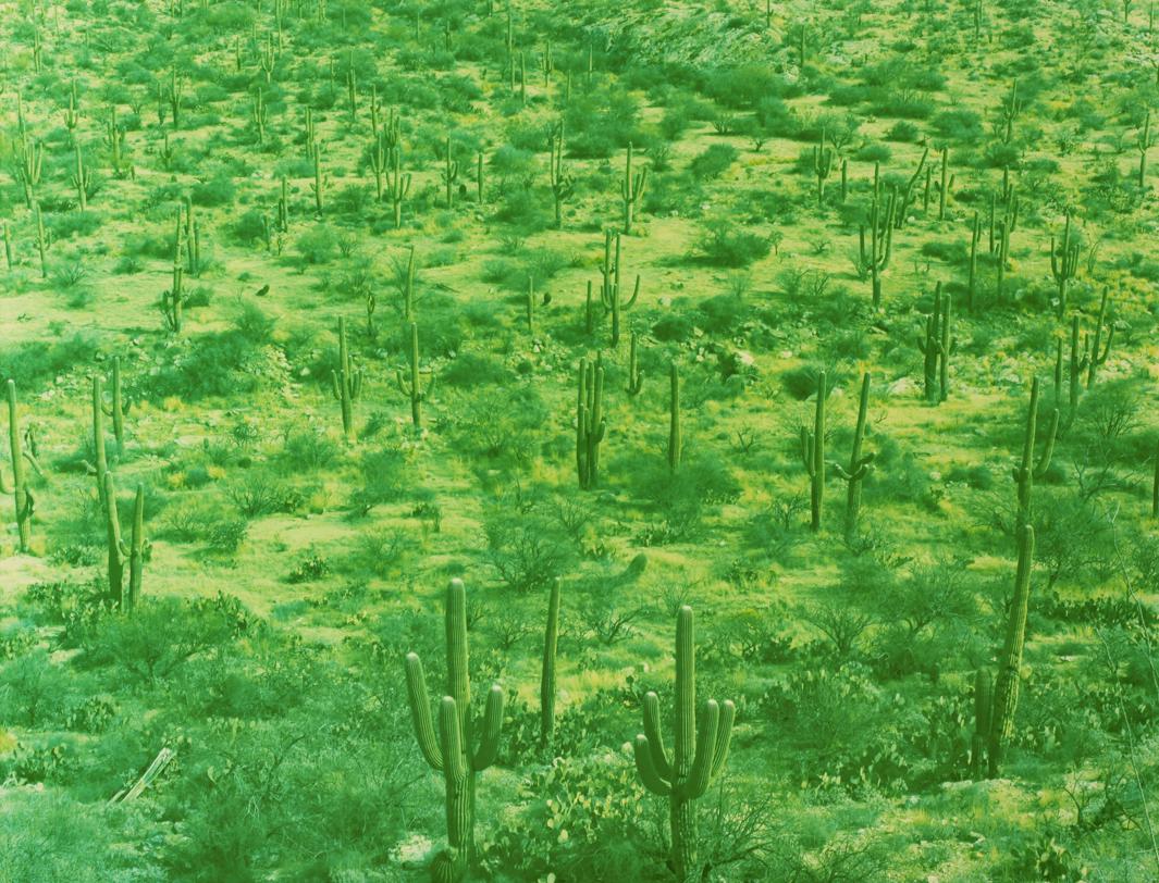 Saguaro Field, Tucson, Arizona, 2013.