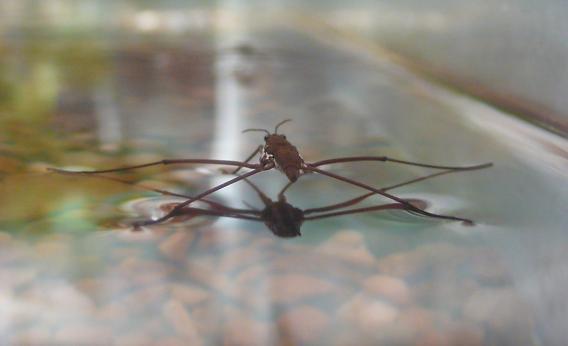 A water strider in action