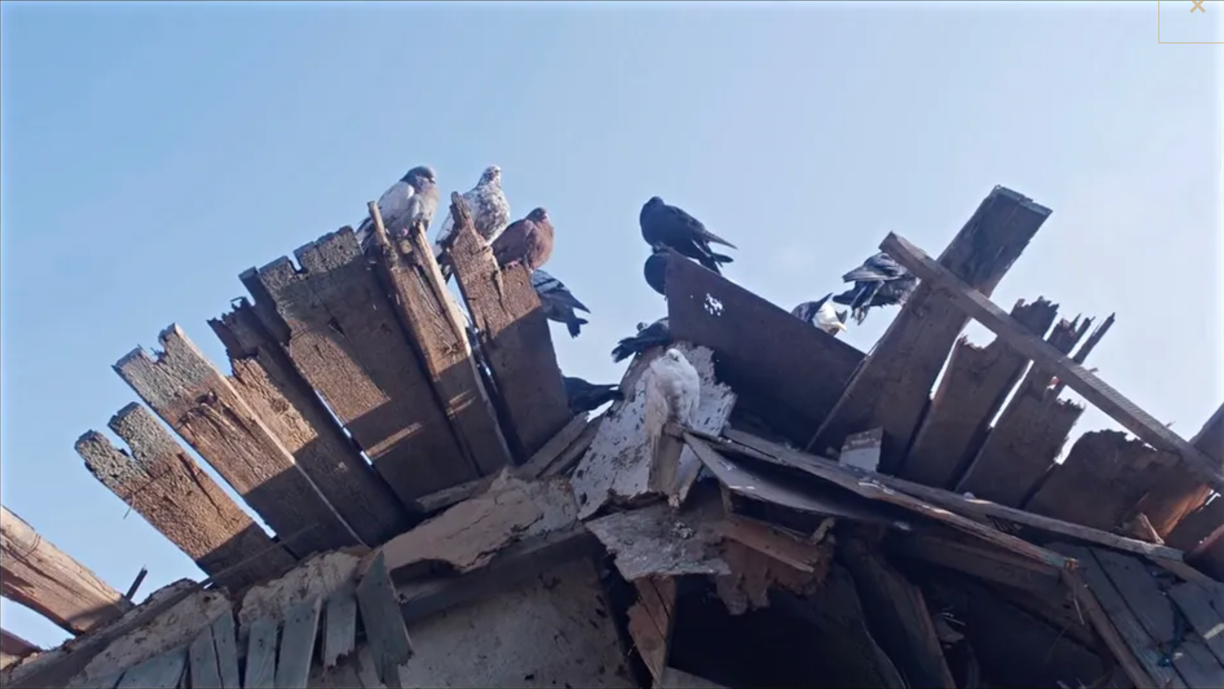 Last Month He Was Killed by Russians. This Month His Documentary Premiered at Cannes.