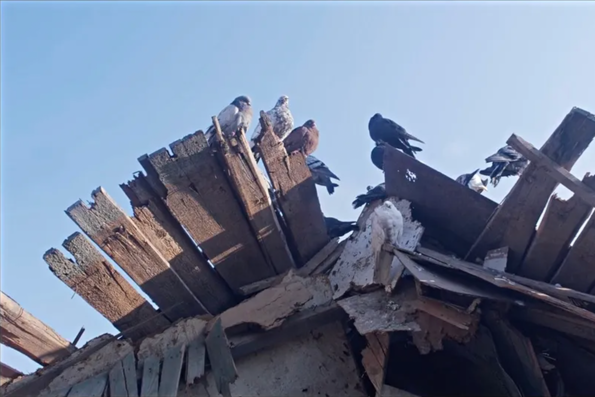 Some pigeons perch atop the ruins of a building