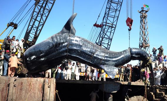 Huge Whale Shark May Have Died in Fishing Nets