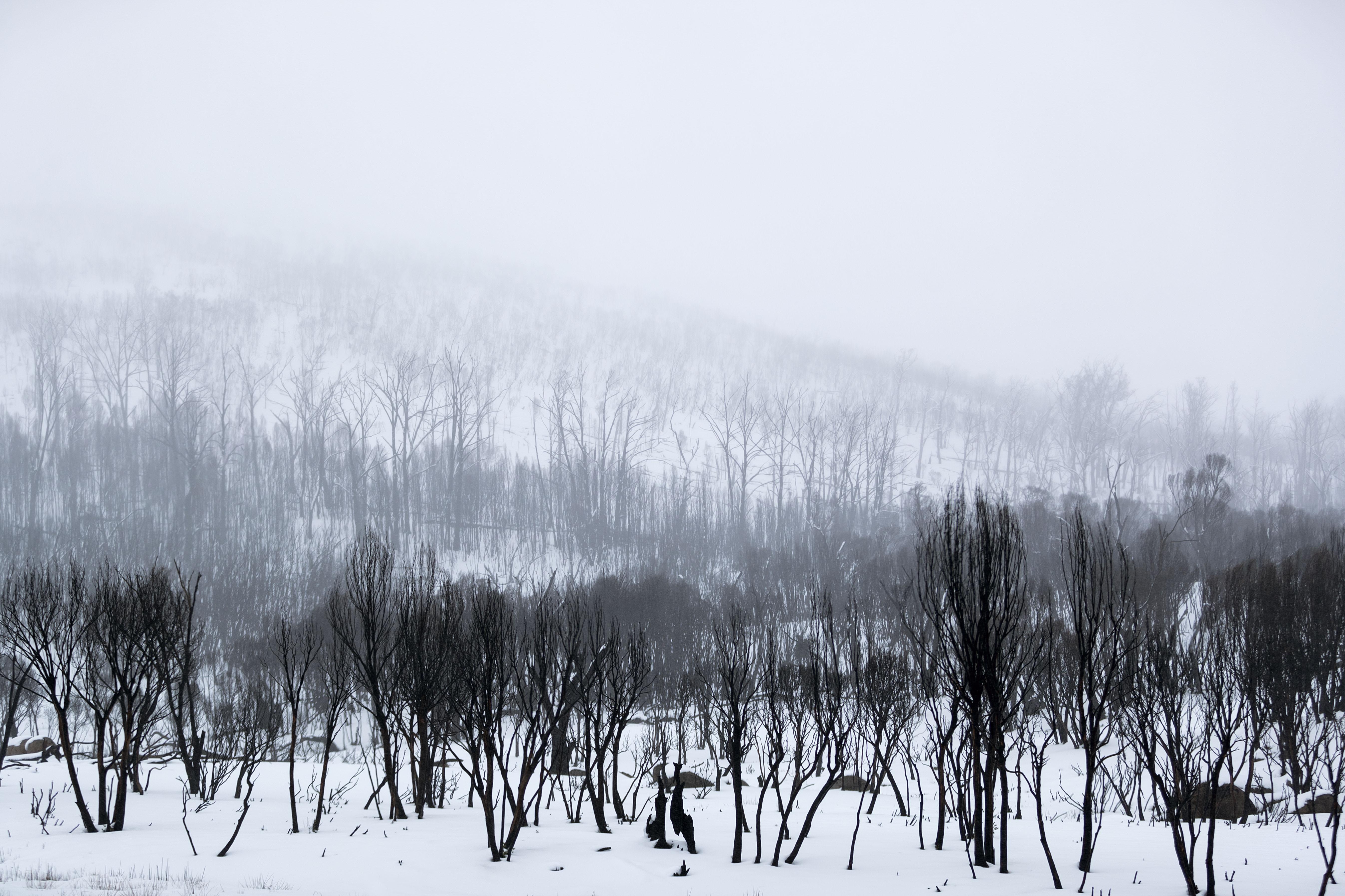 Black, burned trees, surrounded by snow. The sky is cloudy and it appears to be snowing in the distance.