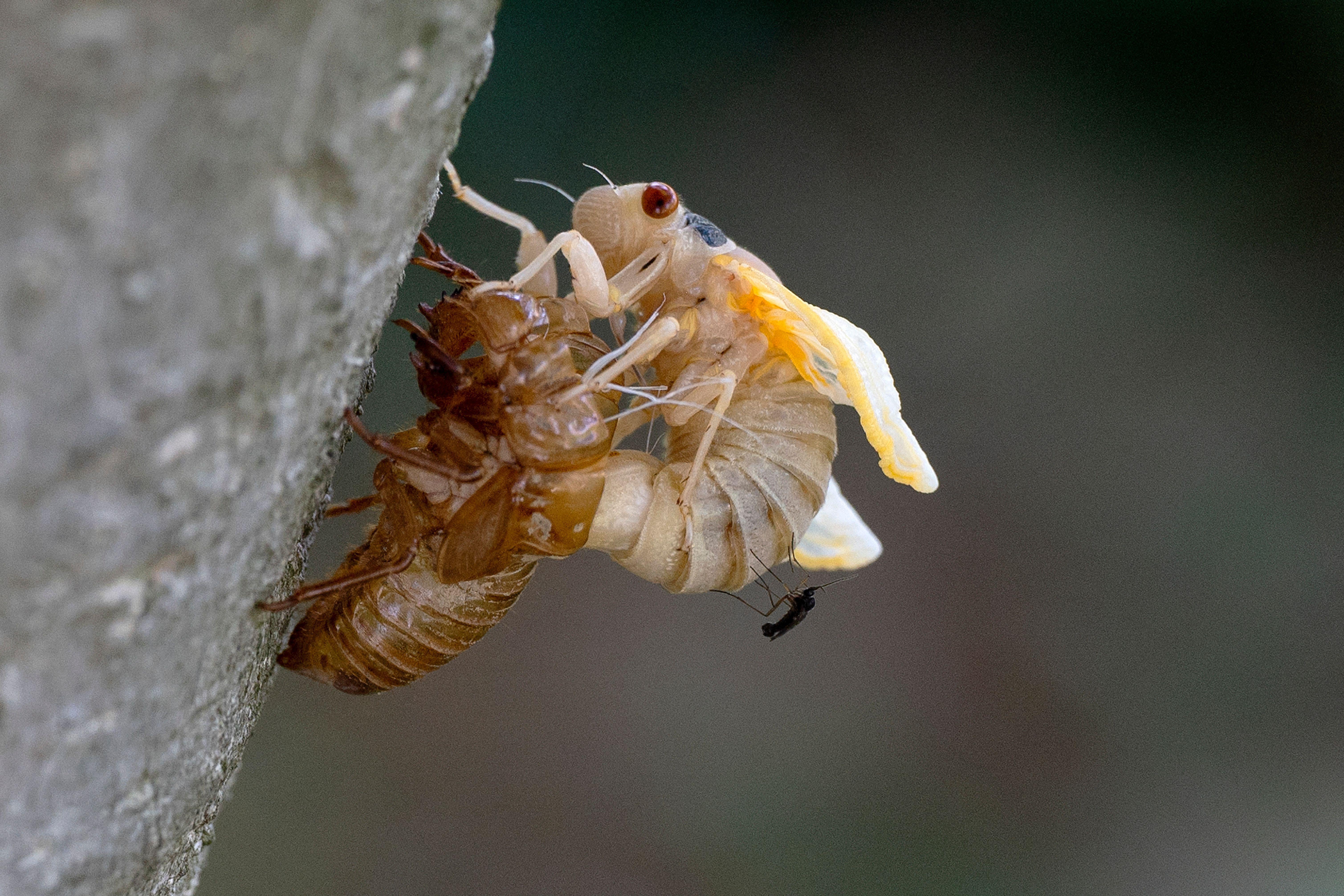 A cicada emerging from its shell 