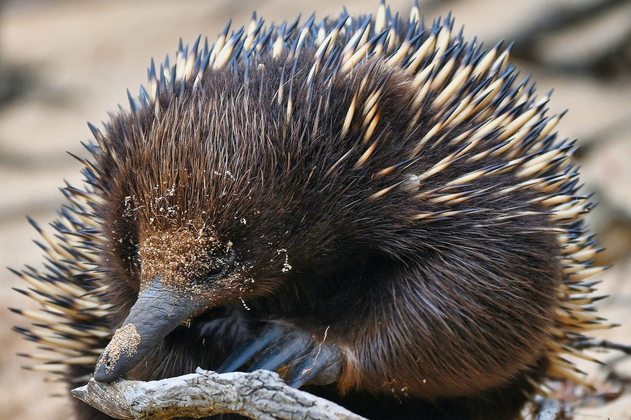 Humans could learn a weird lesson from snot-bubble-blowing echidnas.