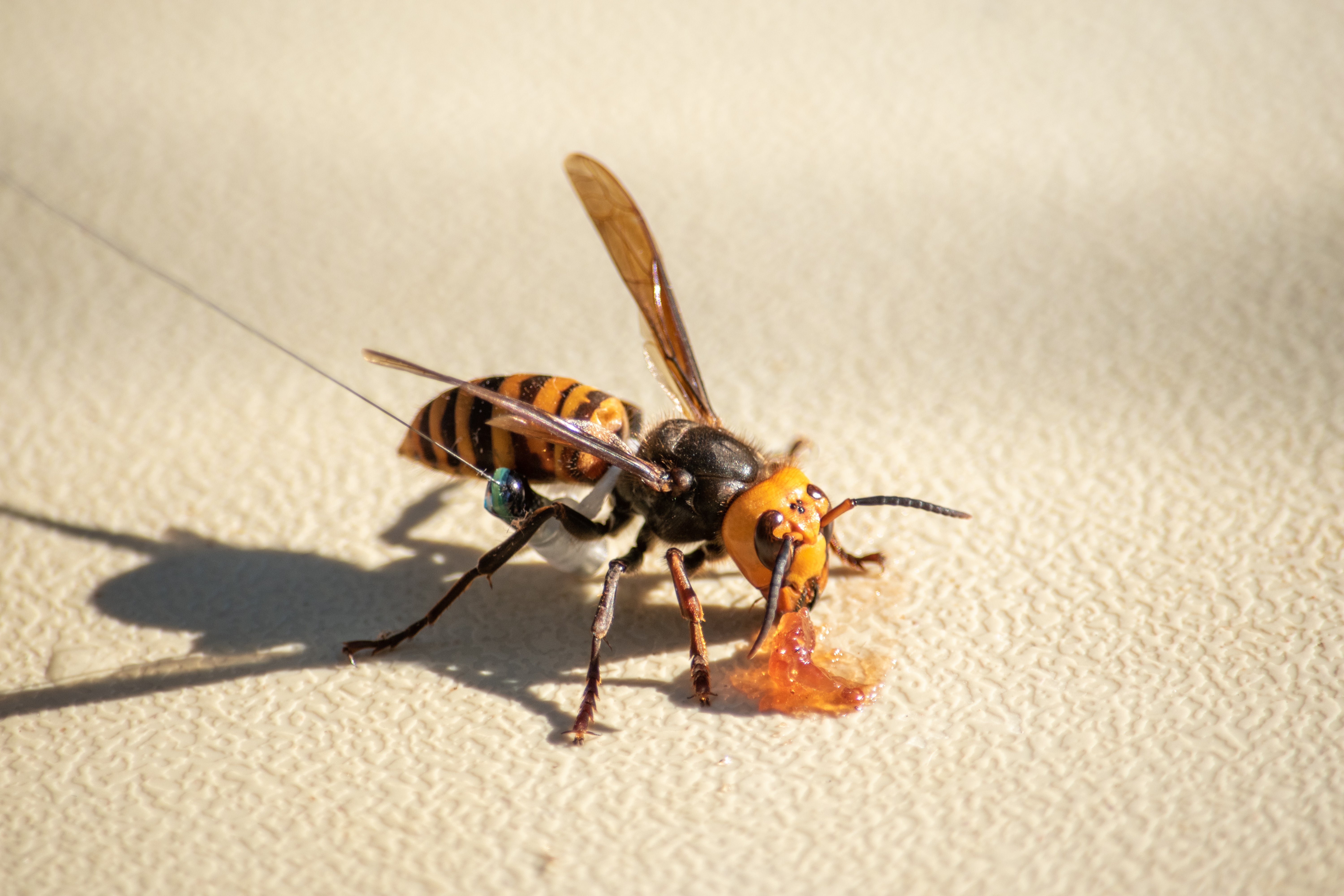 An Asian giant hornet wearing a tracker eats some jam.