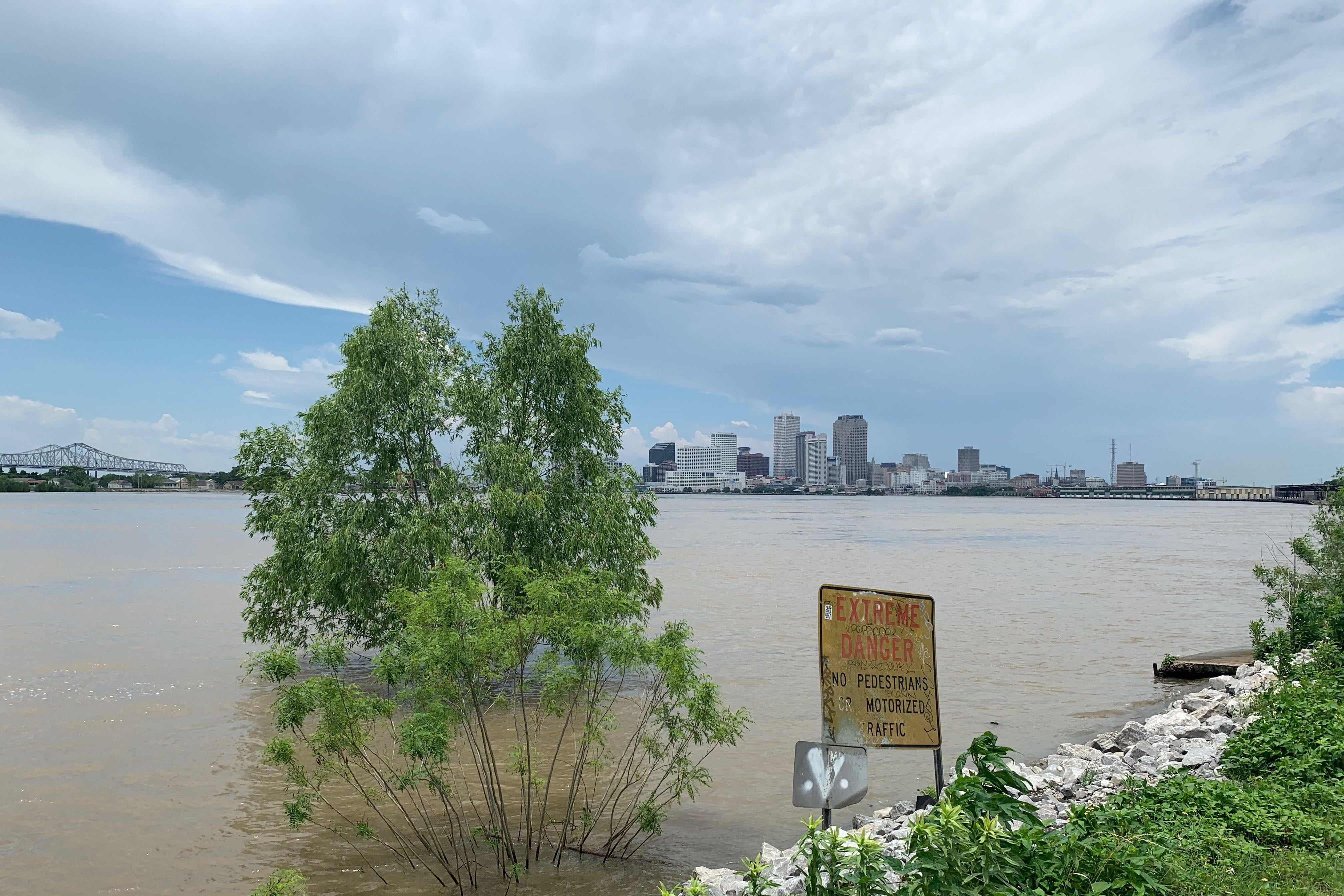 A tree submerged on the banks of the Mississippi River in New Orleans.