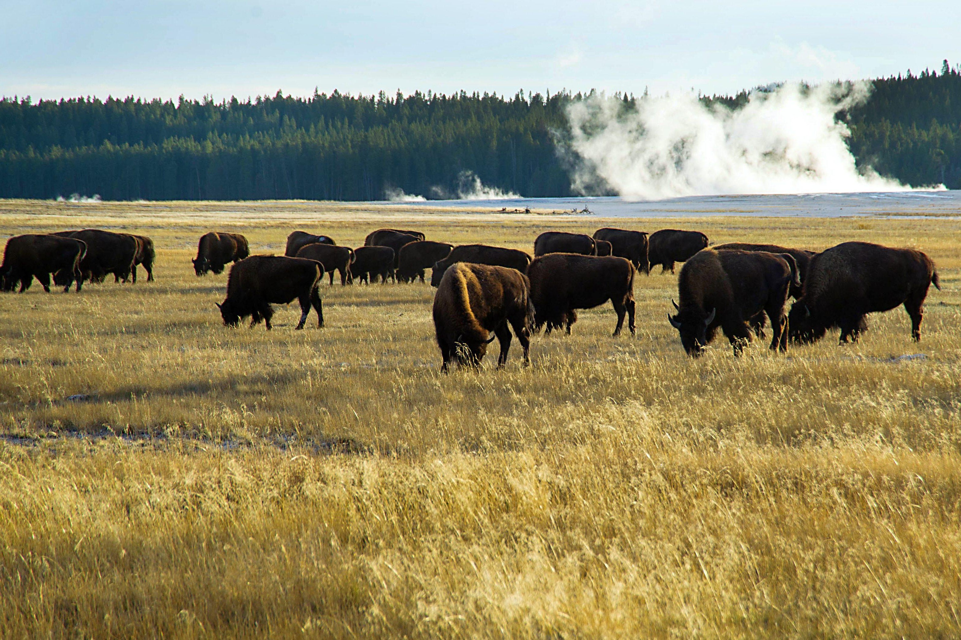 A small herd of bison graze in a field of yellow grass. In the background, you can see the steam from a geyser.