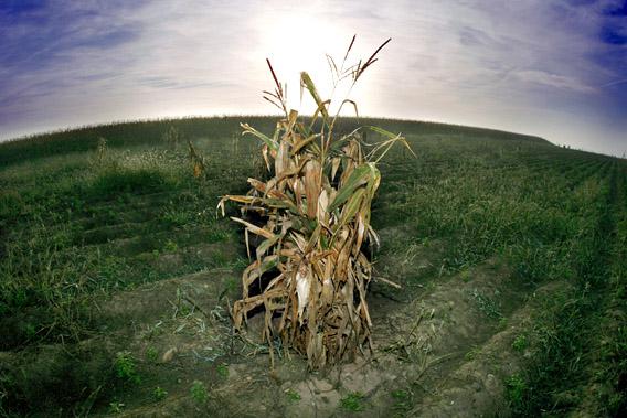A sheaf of corn remains after the harvest in a field, September 2007 in Innenheim, eastern France. 