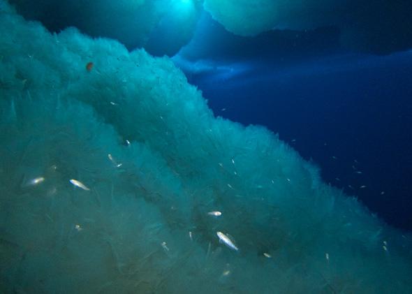 Juvenile emerald rock cods flitting around ice walls and ice cracks.